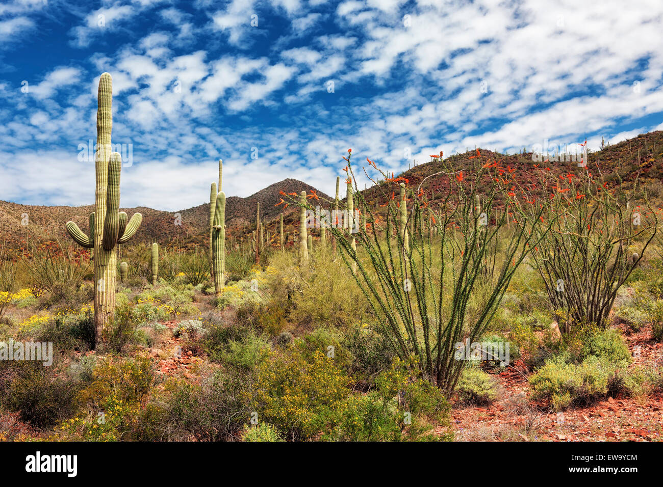 Punta Rossa Ocotillo e maestosi Saguaros dominano il paesaggio a molla del Deserto di Sonora in Arizona Parco nazionale del Saguaro. Foto Stock