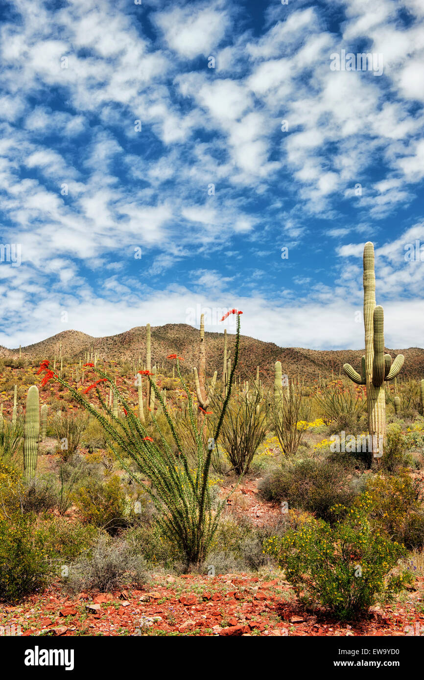 Punta Rossa Ocotillo e maestosi Saguaros dominano il paesaggio a molla del Deserto di Sonora in Arizona Parco nazionale del Saguaro. Foto Stock