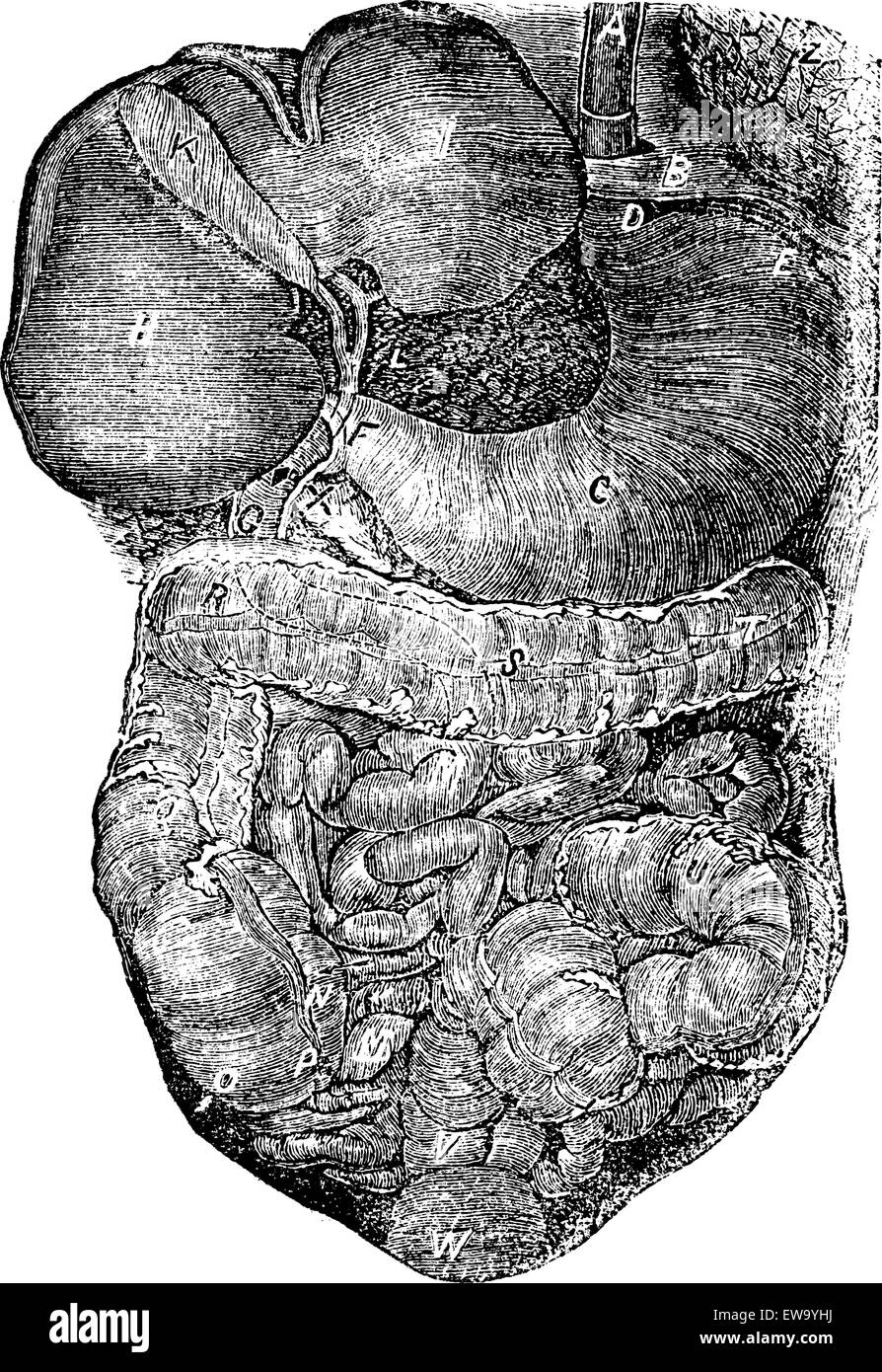 Porzione addominale del canale alimentare o una parte del passaggio di addome o digestivi nutririon vintage incisione. Vecchio illu inciso Illustrazione Vettoriale