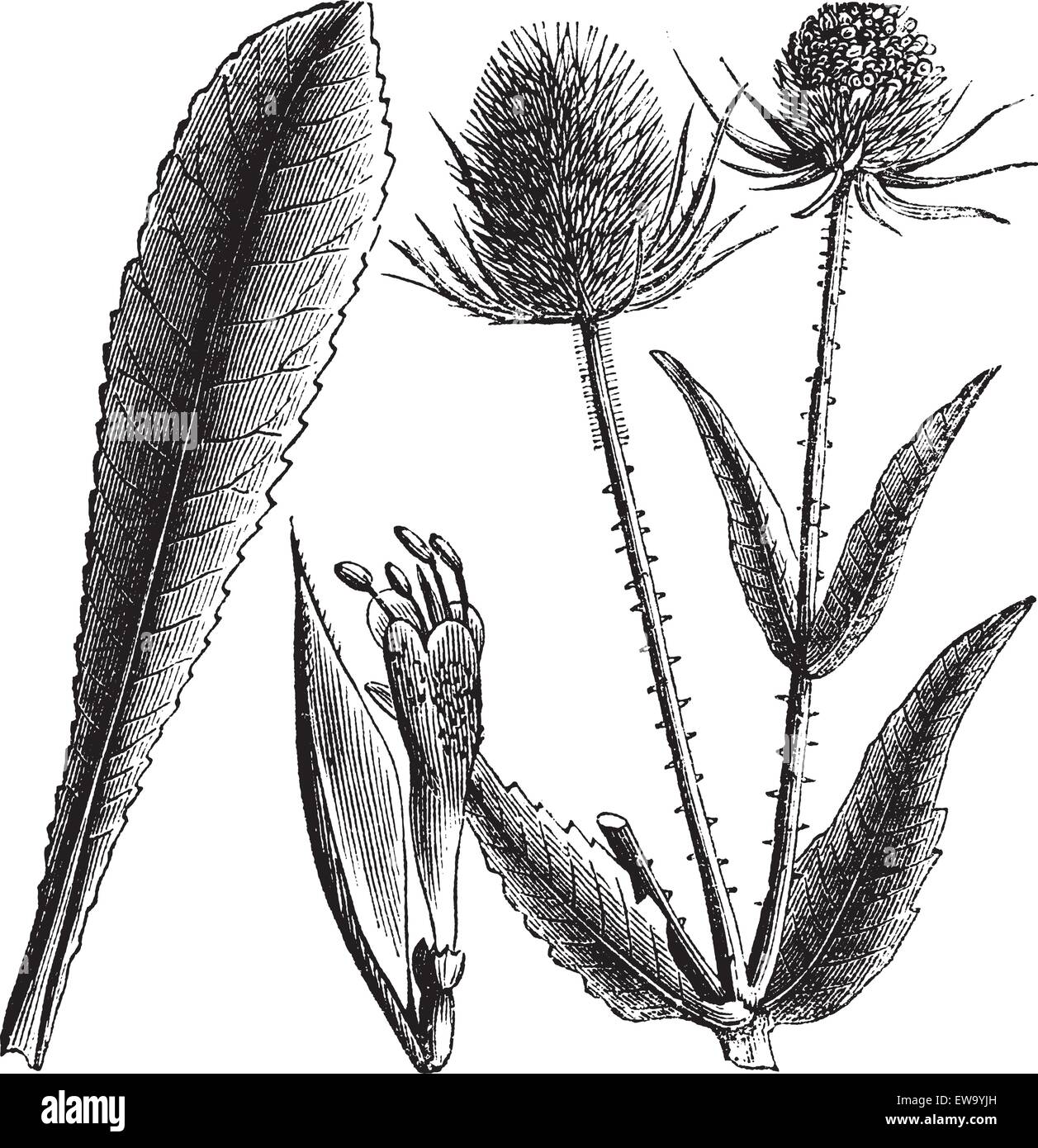 Dipsacus sylvestris o o Teasel Dipsacus fullonum vintage incisione. Vecchio illustrationg inciso di wild teasel. Illustrazione Vettoriale