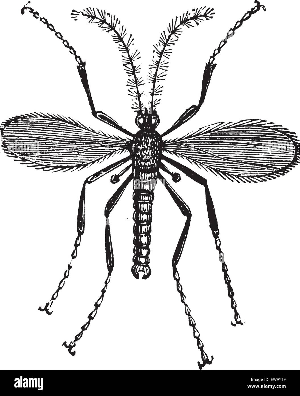 Mosca di Hesse, orzo midge, Mayetiola destructor o distruttore Cecidomyia vintage incisione. Vecchie illustrazioni incise di Hessi Illustrazione Vettoriale