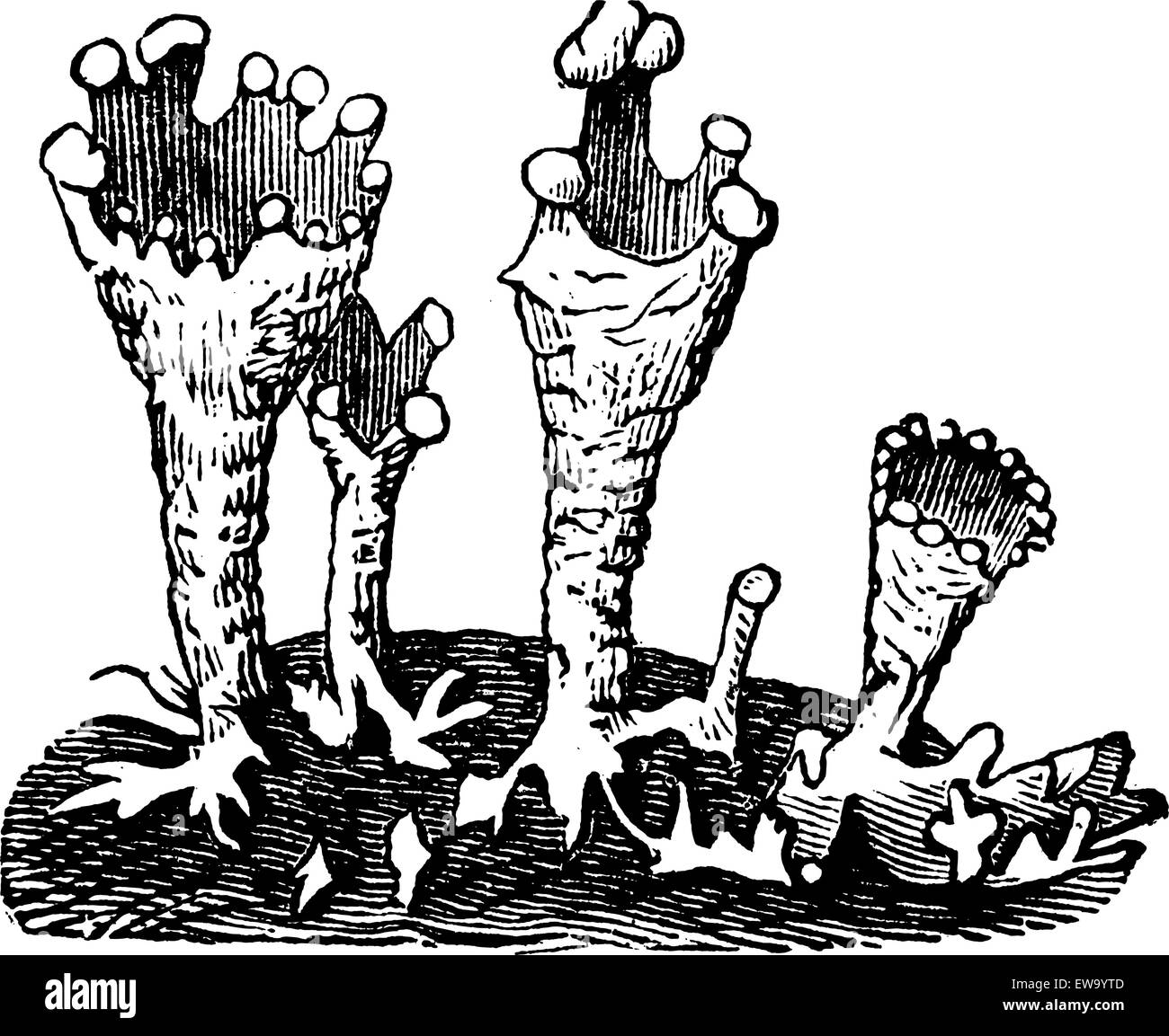 Cup lichen o Cladonia pyxidata vintage incisione. Vecchie illustrazioni incise della tazza lichen isolata contro uno sfondo bianco. Illustrazione Vettoriale
