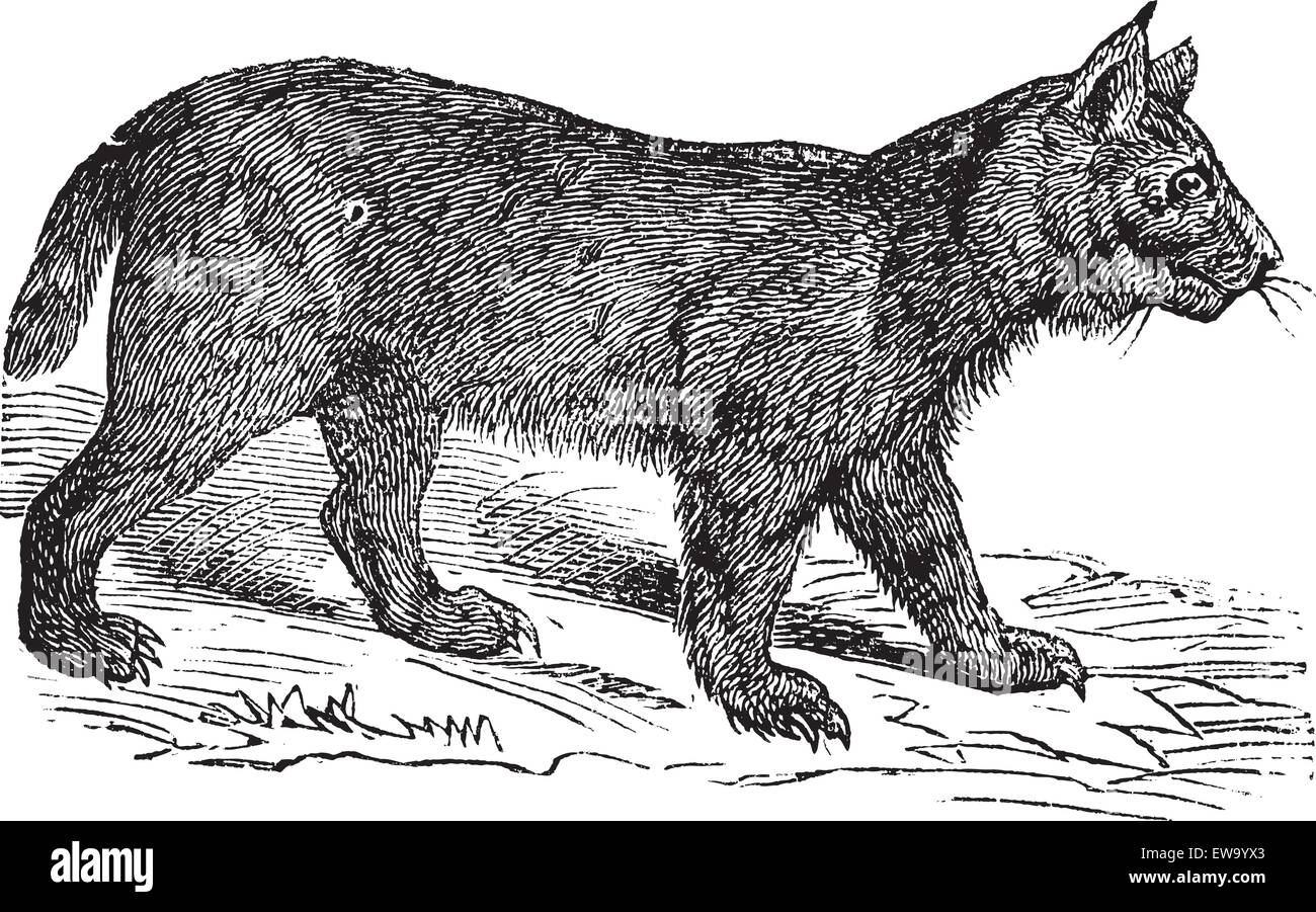 Lynx o il bobcat o Lynx Lynx Lynx o canadensis o pardinus Lynx Lynx o rufus, vintage incisione. Vecchie illustrazioni incise di un Illustrazione Vettoriale