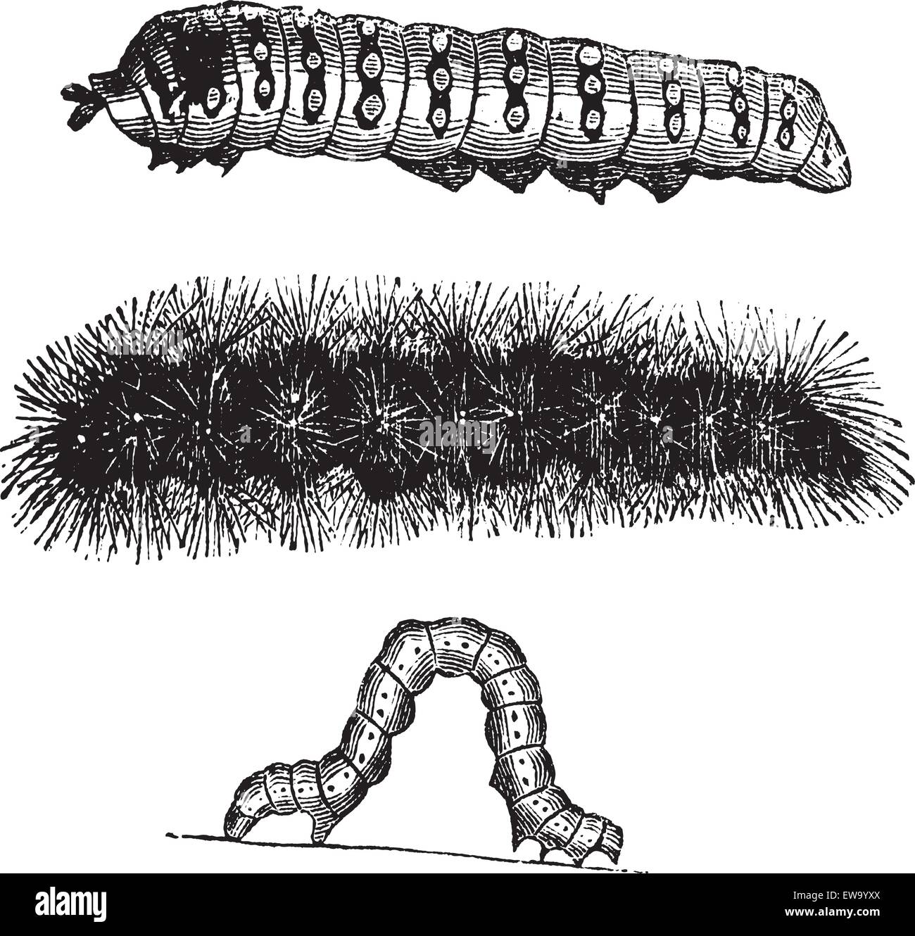 Caterpillar, incisione vintage. Vecchie illustrazioni incise dei bachi della Luna Indiana tarma (top), brush-footed burro Illustrazione Vettoriale