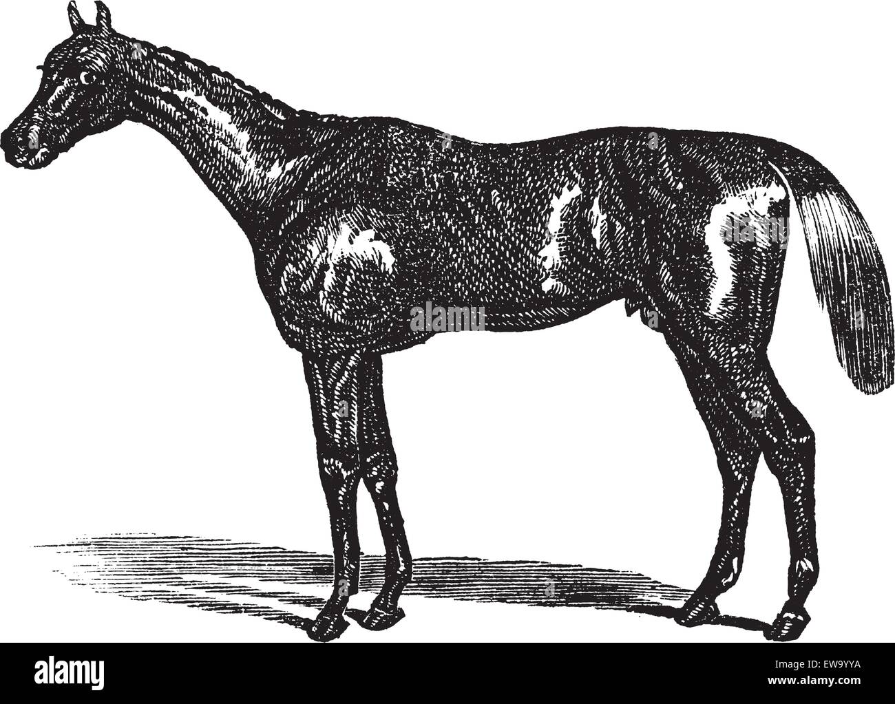 Thoroughbred o Equus ferus caballus, vintage incisione. Vecchie illustrazioni incise di un purosangue. Illustrazione Vettoriale