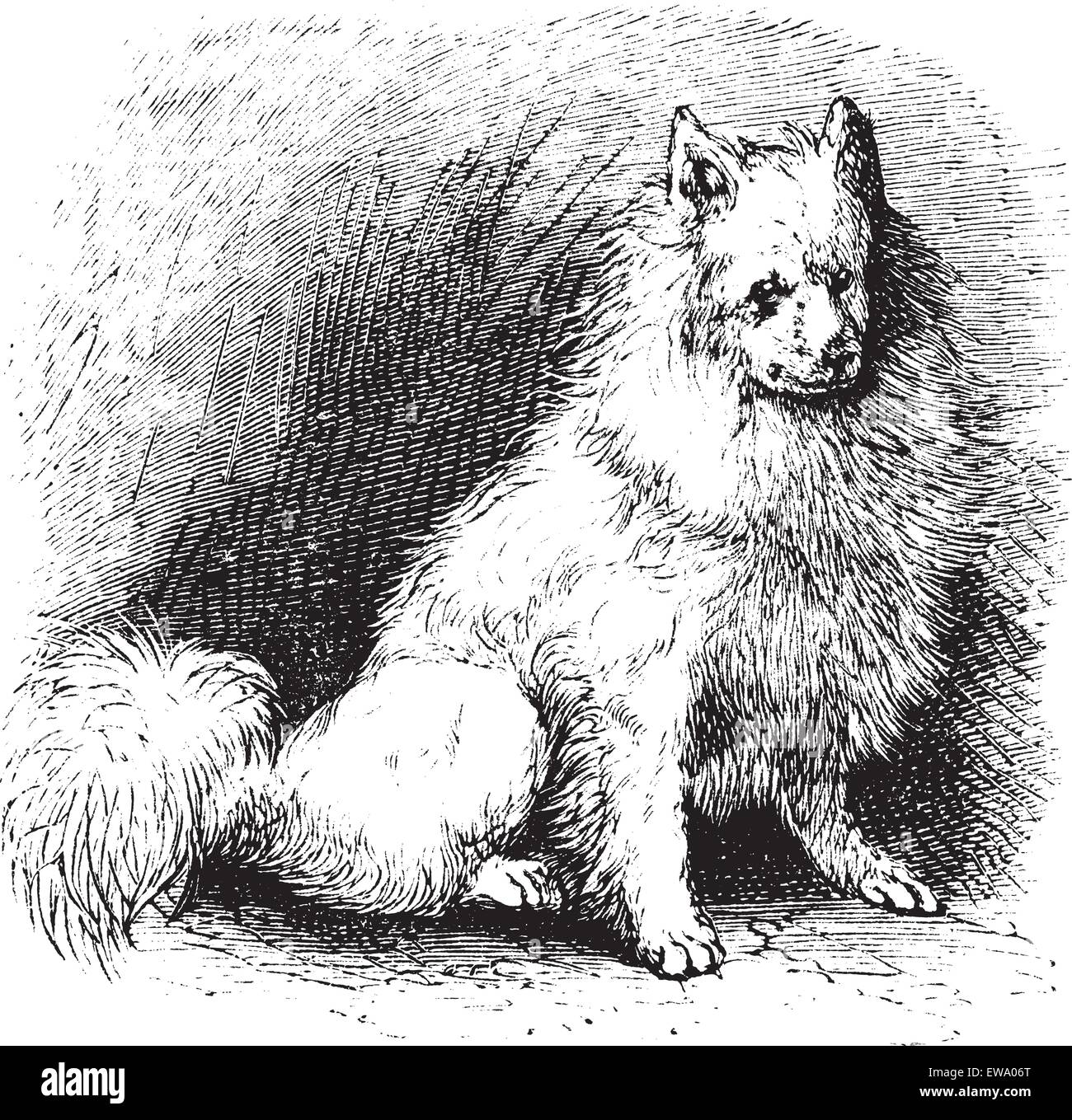 Husky o Canis lupus familiaris, vintage incisione. Vecchie illustrazioni incise di Husky. Illustrazione Vettoriale