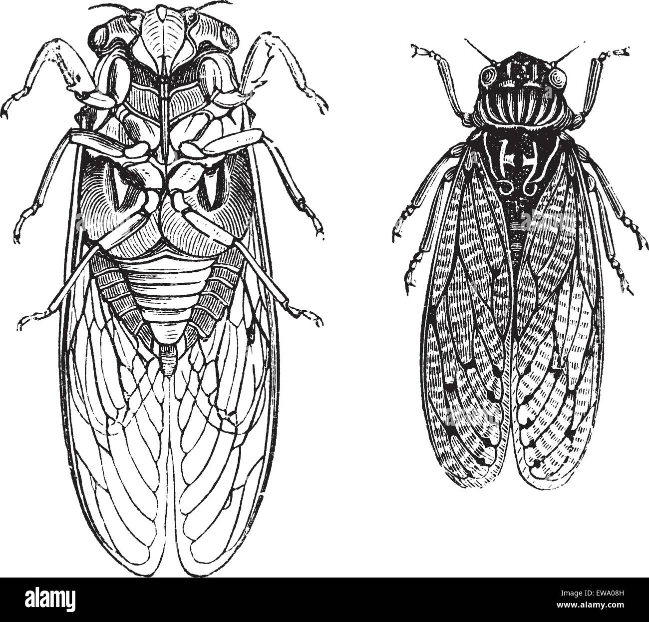 Cicala o Cicadidae o Tettigarctidae, vintage incisione. Vecchie illustrazioni incise delle cicale. Illustrazione Vettoriale