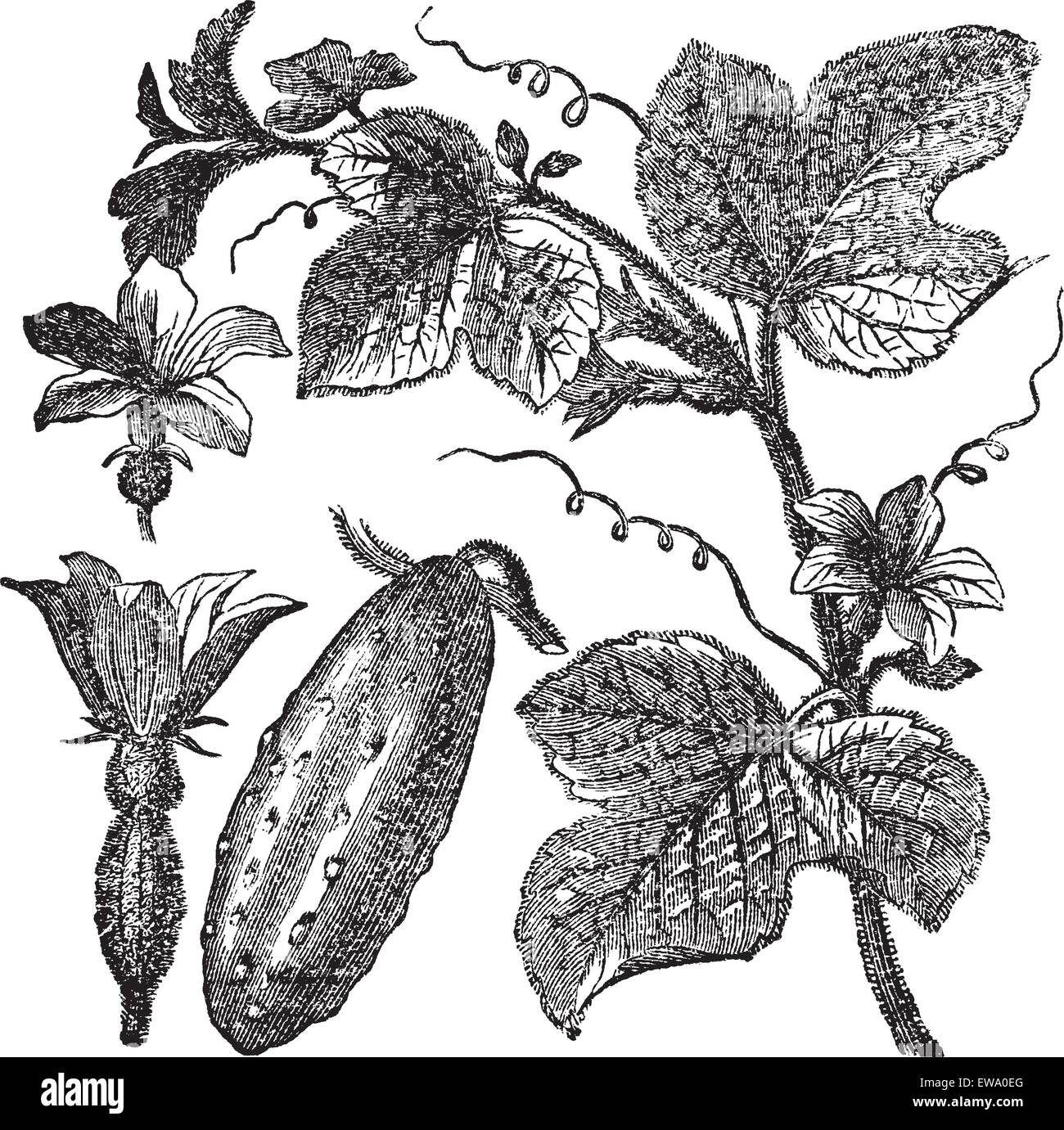 Il cetriolo o Cucumis sativus, vintage incisione. Vecchie illustrazioni incise di un cetriolo che mostra i fiori, foglie e verdura fr Illustrazione Vettoriale