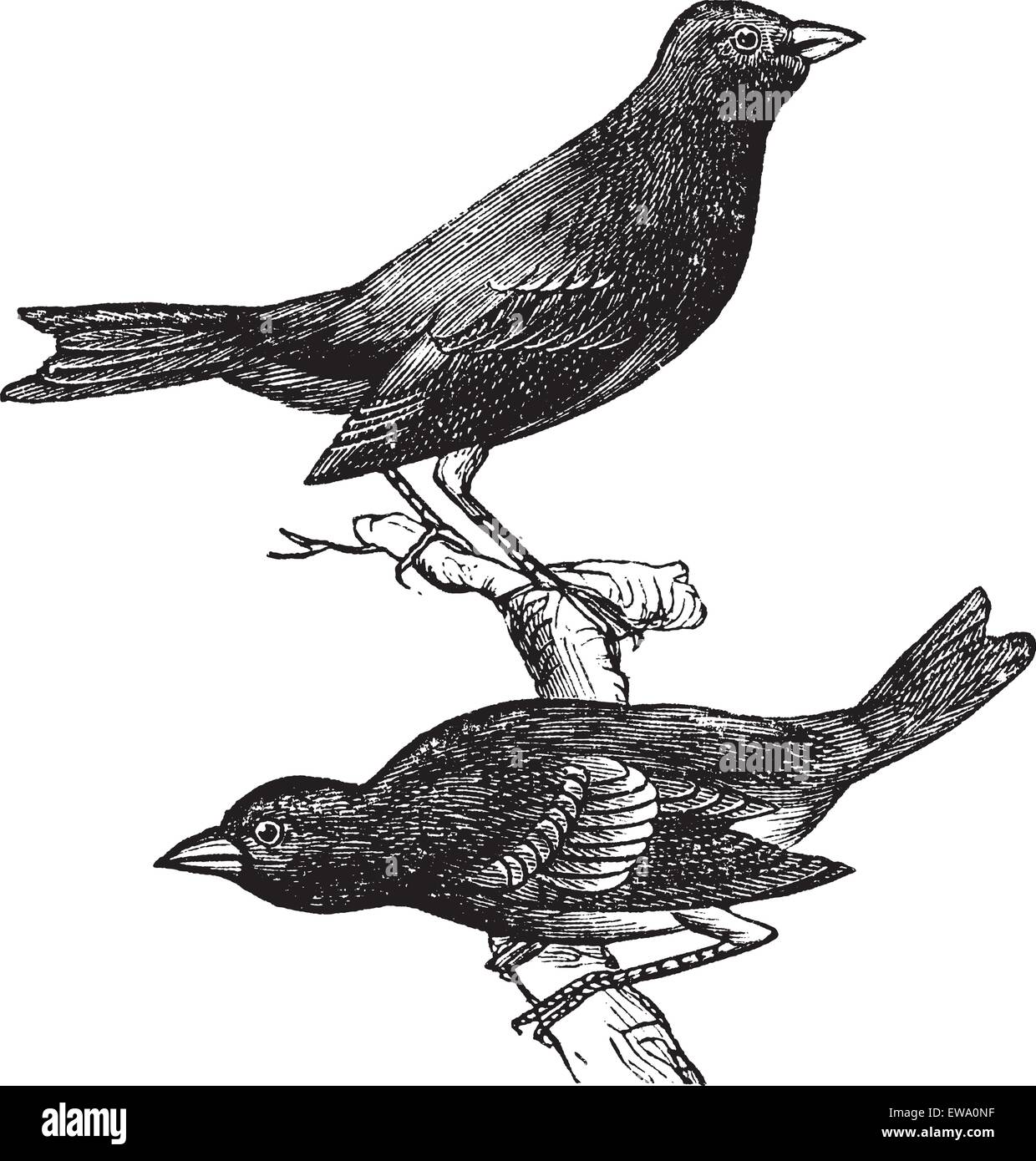 Indigo Bunting o Passerina cyanea, vintage incisione. Vecchie illustrazioni incise di una coppia di Indigo Buntings mostrando uccello maschio Illustrazione Vettoriale