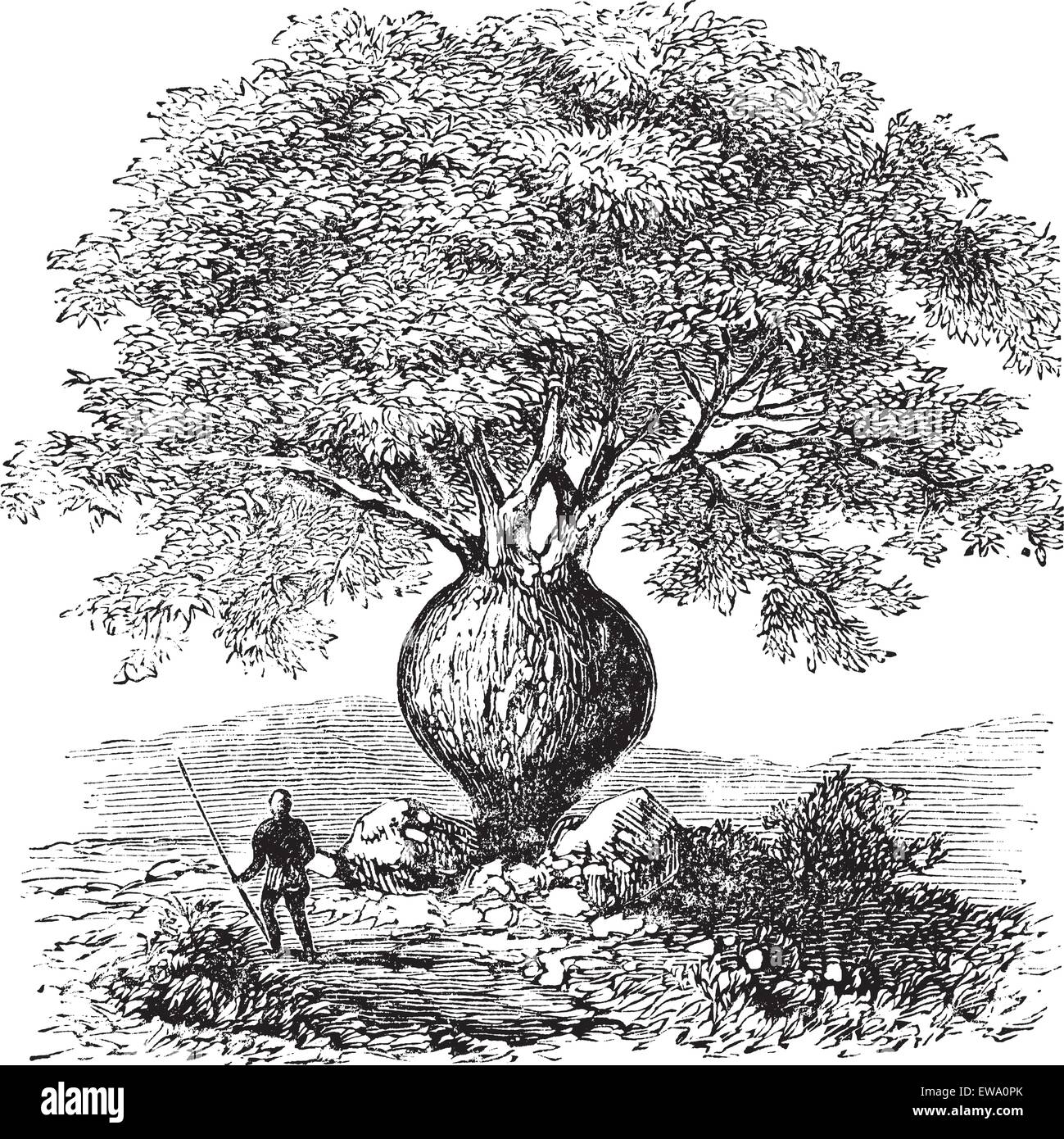 Struttura di bottiglia o flacone del Queensland albero o Brachychiton rupestris, vintage incisione. Vecchie illustrazioni incise di un uomo nativo st Illustrazione Vettoriale