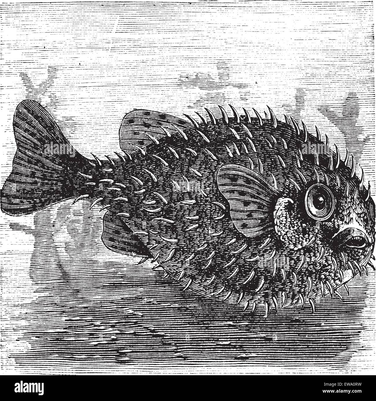 Lungo la colonna vertebrale pesce istrice o palloncino spinoso pesce o Diodon holocanthus, vintage incisione. Vecchie illustrazioni incise di un lungo-sp Illustrazione Vettoriale