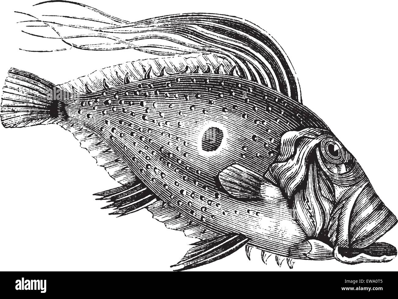 John Dory o Saint Pierre di pesce o di San Pietro di pesce o di Zeus faber, vintage incisione. Vecchie illustrazioni incise di John Dory fi Illustrazione Vettoriale