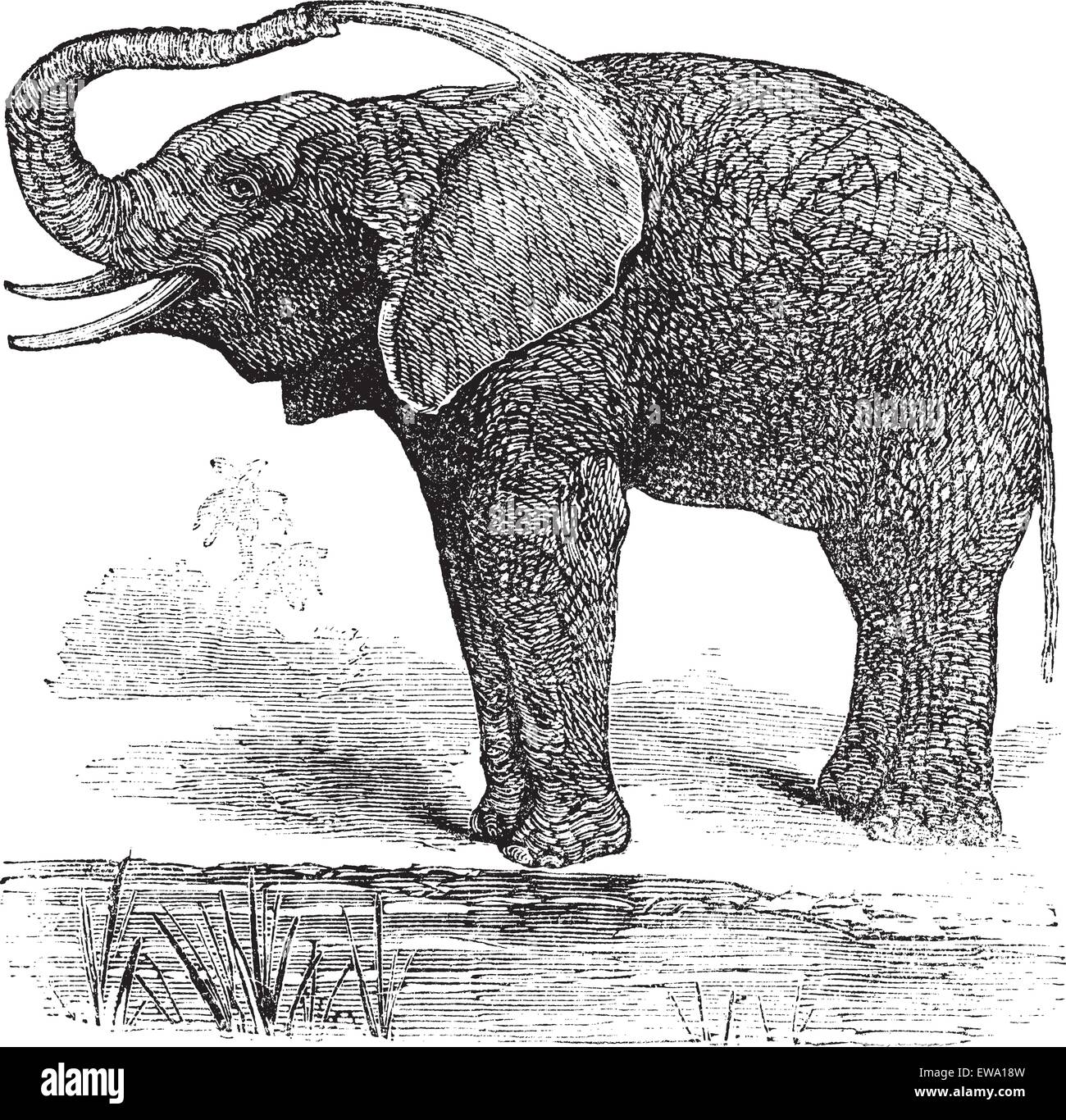 Bush africano Elefante o Loxodonta africana, vintage incisione. Vecchie illustrazioni incise del bush africano Elefante. Illustrazione Vettoriale