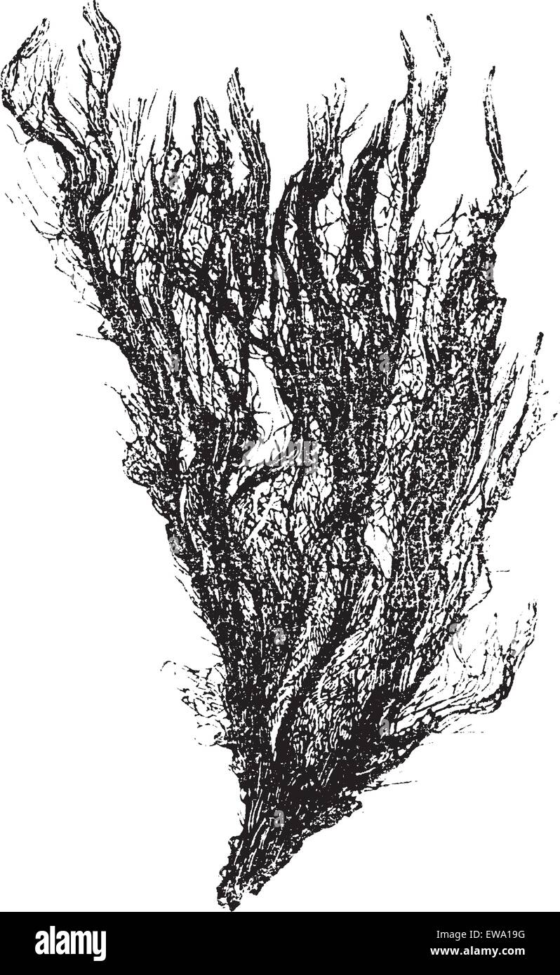 Gutweed ed erba fuco o Ulva intestinalis, vintage incisione. Vecchie illustrazioni incise di Gutweed. Illustrazione Vettoriale