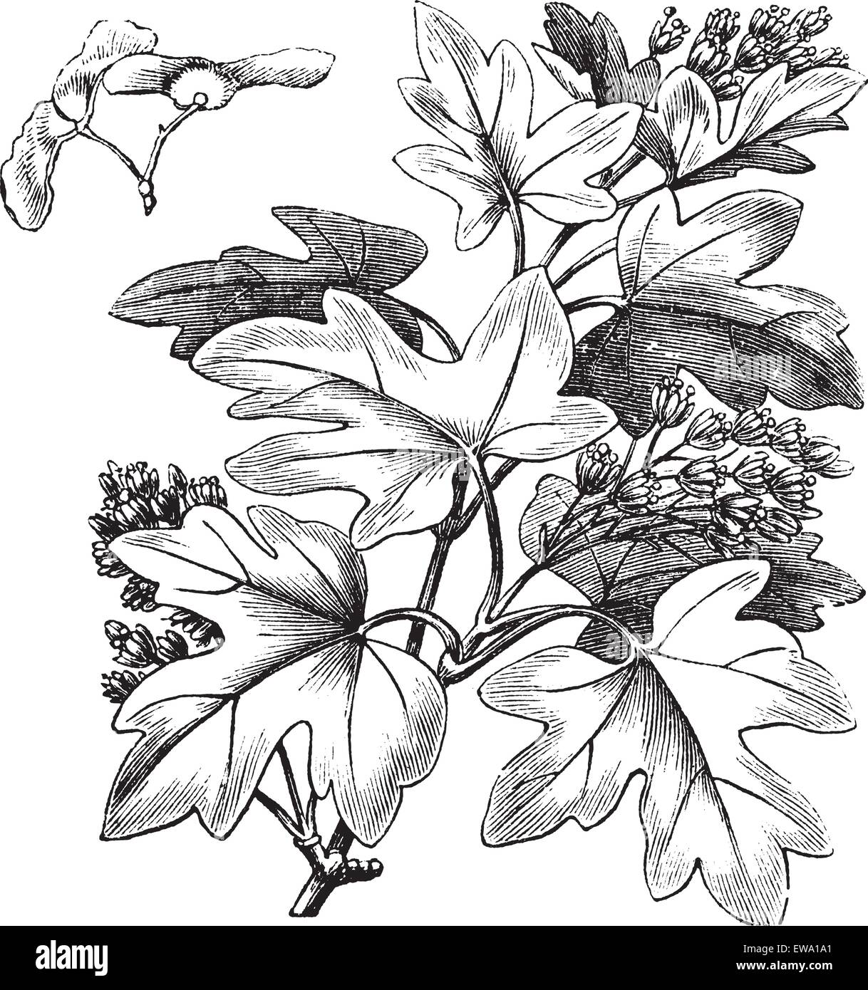 Acero campestre o Hedge Maple o Acer campestre, vintage incisione. Vecchie illustrazioni incise di acero campestre che mostra i fiori e Illustrazione Vettoriale