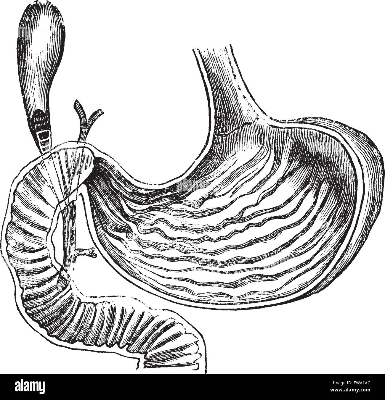 Stomaco umano, vintage illustrazioni incise. Trousset enciclopedia (1886 - 1891). Illustrazione Vettoriale
