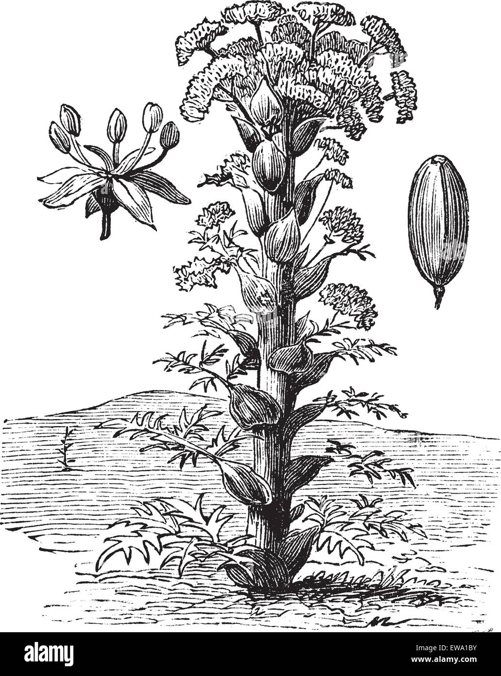 La ferula o Ferula sp., vintage incisione. Vecchie illustrazioni incise di una ferula mostra fiore (sinistra) e delle sementi (a destra). Illustrazione Vettoriale