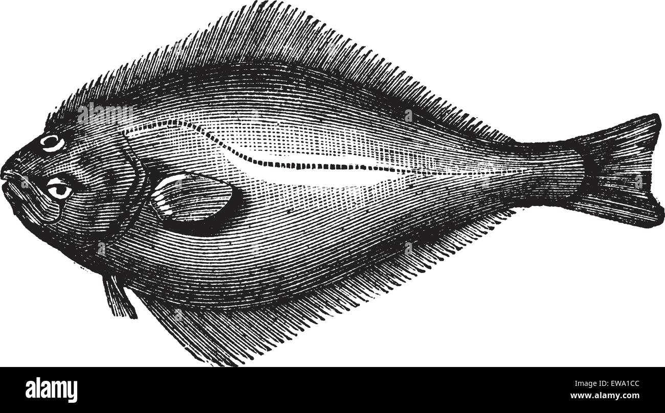 Ippoglosso atlantico o Hippoglossus hippoglossus, vintage incisione. Vecchie illustrazioni incise di ippoglosso atlantico. Illustrazione Vettoriale