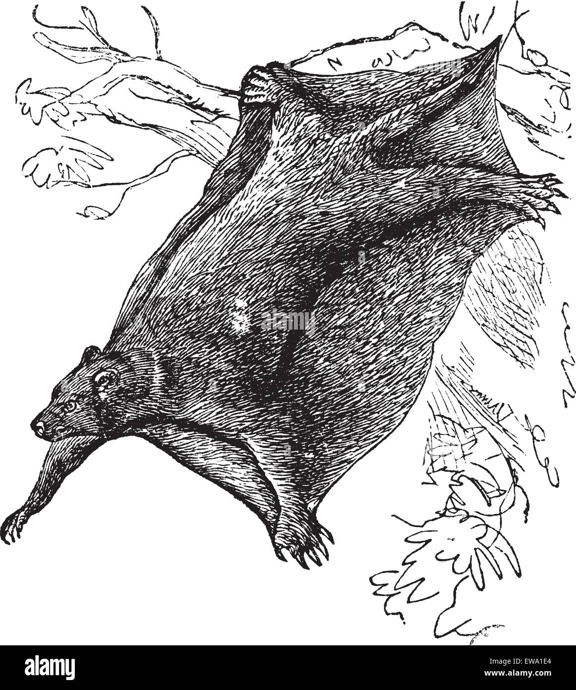 Cynocephalus volans conosciuto anche come galeopitheque, vintage illustrazioni incise di Cynocephalus volans. Illustrazione Vettoriale