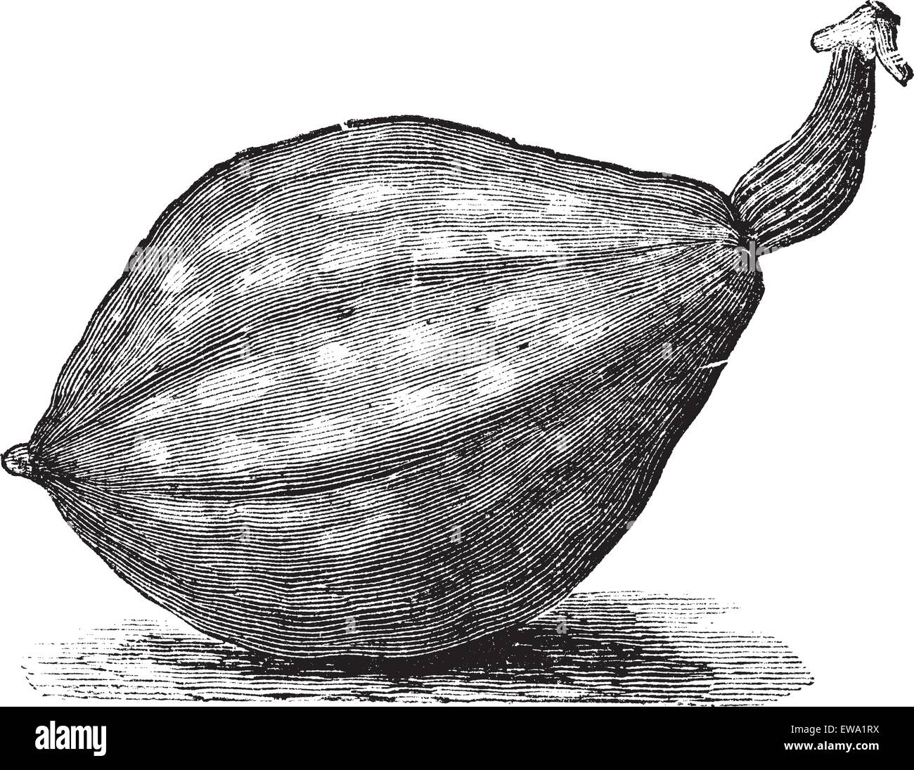 Bottiglia o Zucca Lagenaria siceraria o Lagenaria vulgaris o Calabash o Opo squash o lungo il melone, vintage incisione. Vecchio engrav Illustrazione Vettoriale