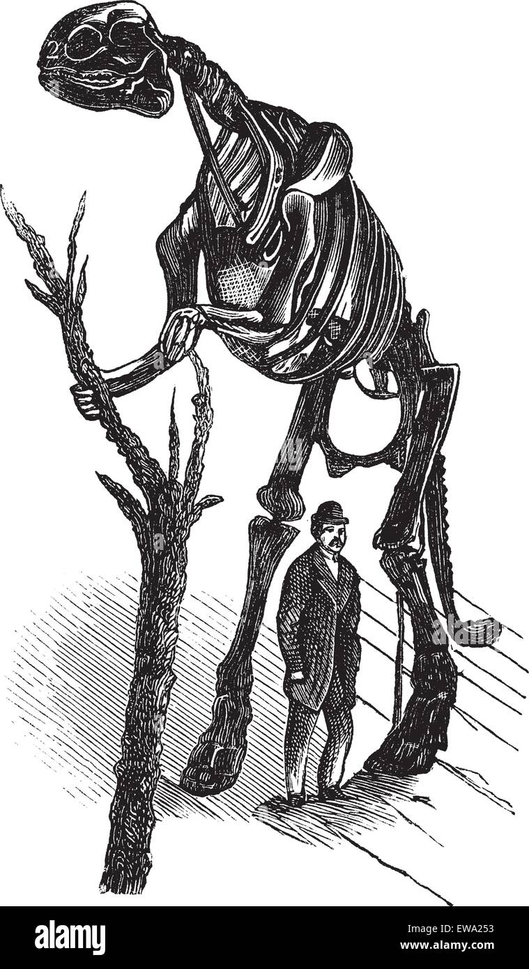 Lo scheletro di Hadrosaurus vintage incisione. Vecchie illustrazioni incise di un uomo in piedi da Hadrosaurus scheletro. Illustrazione Vettoriale