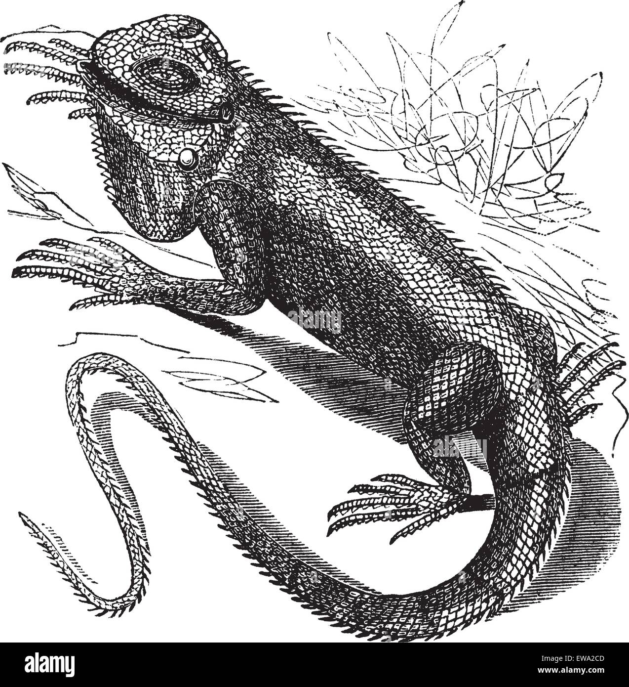 Iguana verde o Iguana iguana o comune o Iguana iguana tuberculata o Lacerta Igvana o Iguana vulgaris o Iguana rhinolophus, Illustrazione Vettoriale