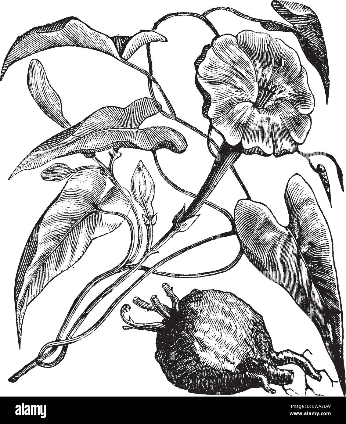 Purga Exogonium o Ipomoea jalapa o Ipomoea o Jalap Centinodia o Jalapa, vintage incisione. Vecchie illustrazioni incise di Exogon Illustrazione Vettoriale