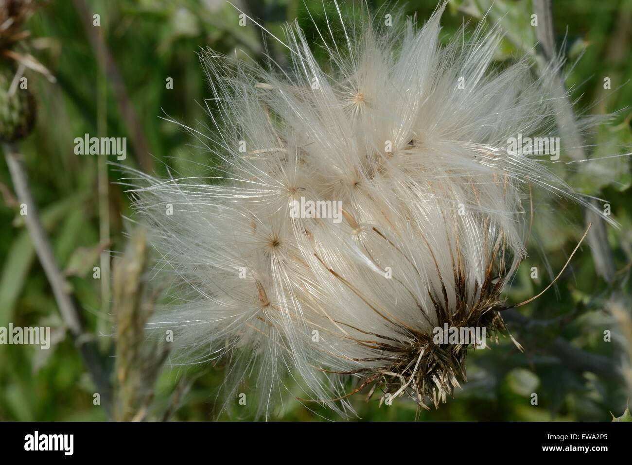 Texas thistle semi Foto Stock