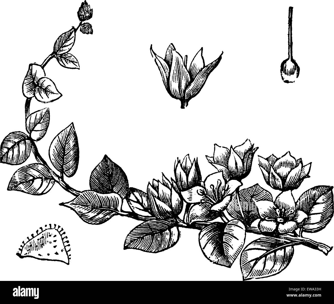 Moneywort o Lysimachia nummularia o strisciante Jenny o Lysimachia zawadzkii o erbe Twopence o erba Twopenny, vintage incisione. Vecchie illustrazioni incise di Moneywort isolato su uno sfondo bianco. Illustrazione Vettoriale
