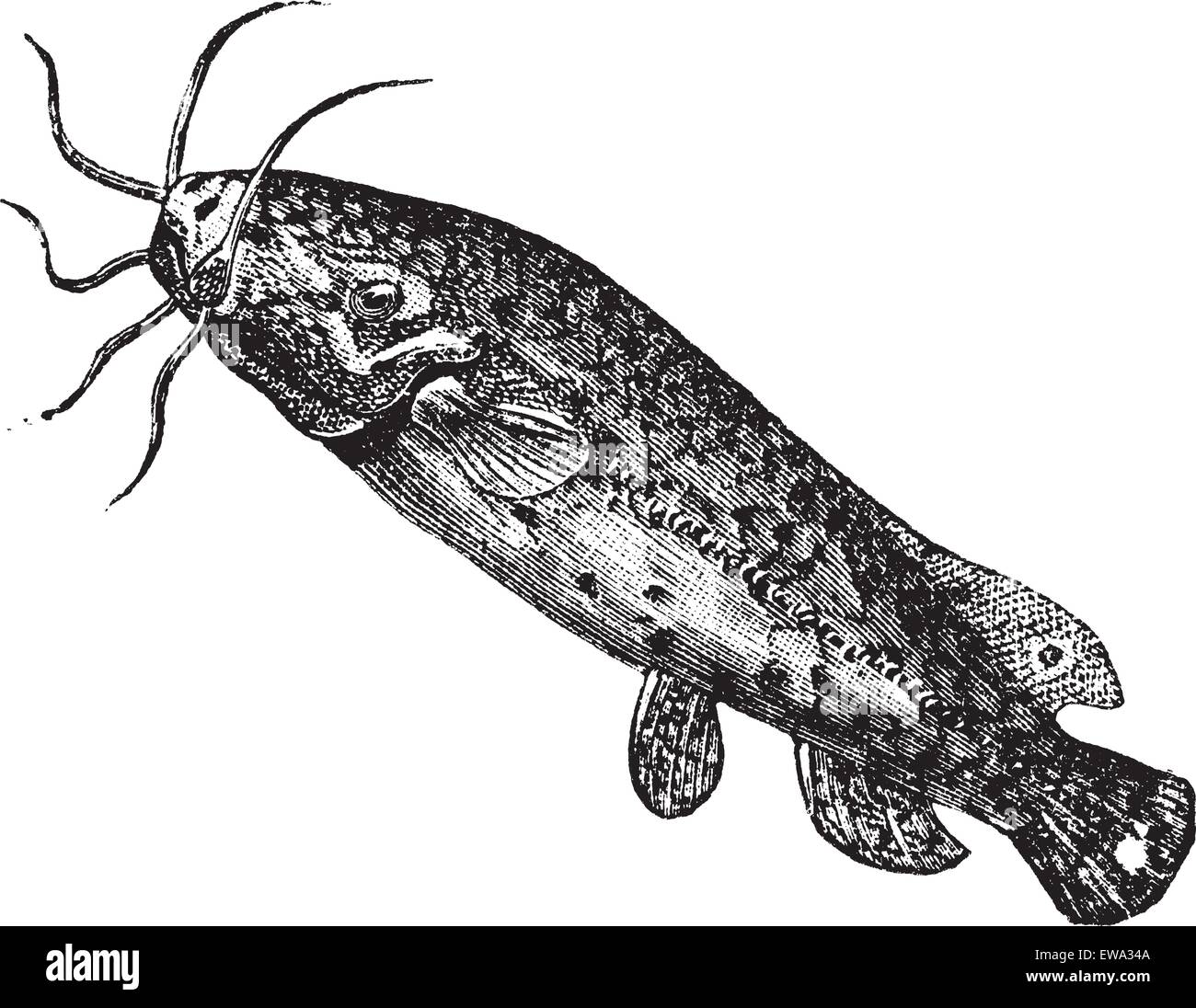 Malapterurus immagini e fotografie stock ad alta risoluzione - Alamy