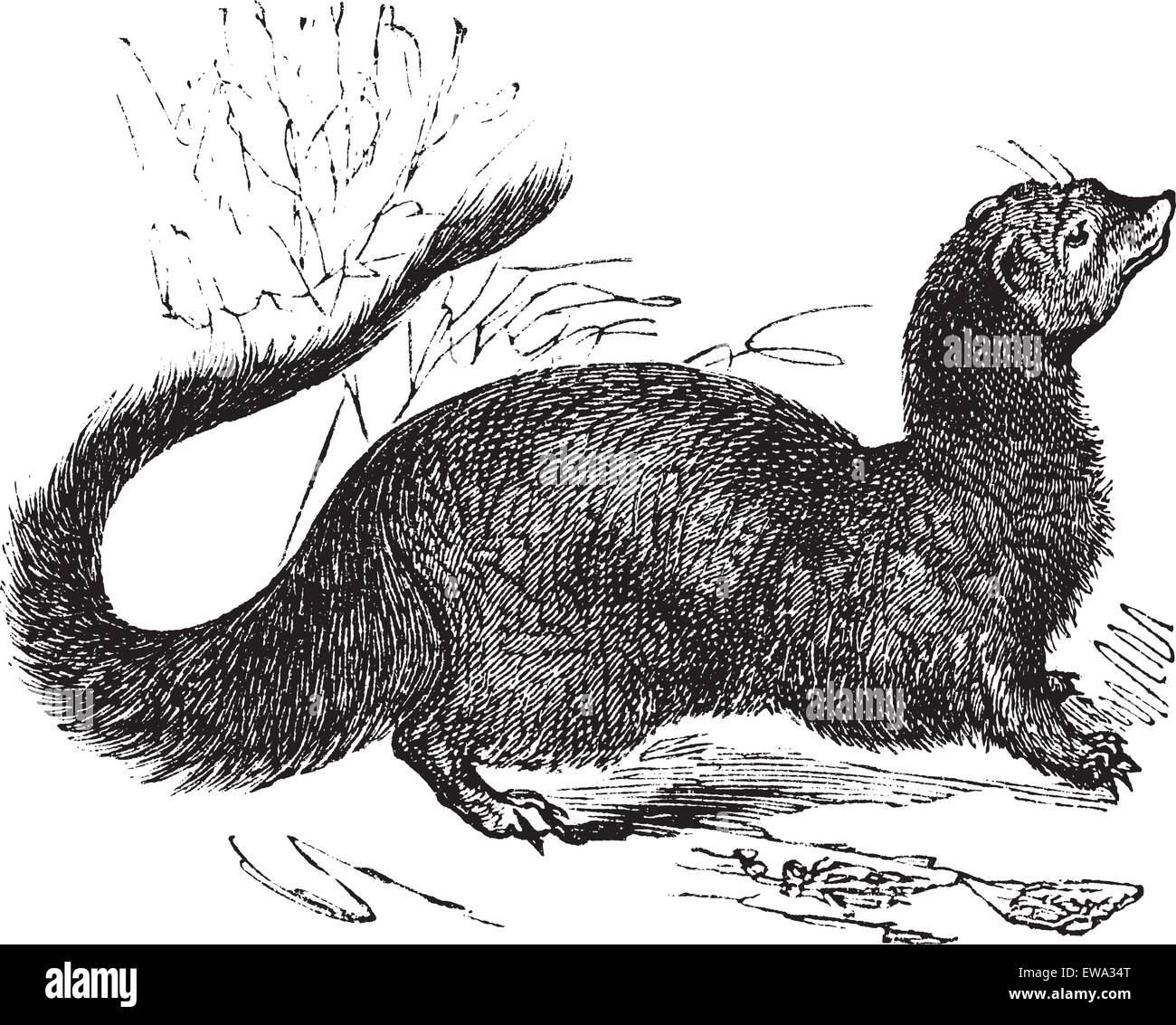 La Mangusta egiziana o Herpestes ichneumon o Ichneumon, vintage incisione. Vecchie illustrazioni incise egiziano di Mongoose. Illustrazione Vettoriale