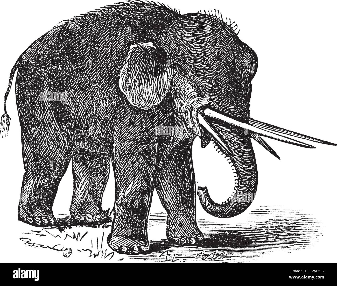 American mastodon o Mammut americanum o Mastodon giganteus, vintage incisione. Vecchie illustrazioni incise di American mastodon. Illustrazione Vettoriale