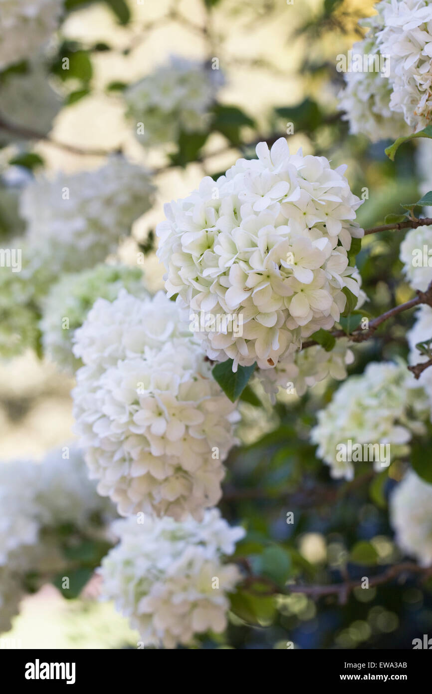 Viburnum macrocephalum fiori. Snowball cinese. Foto Stock