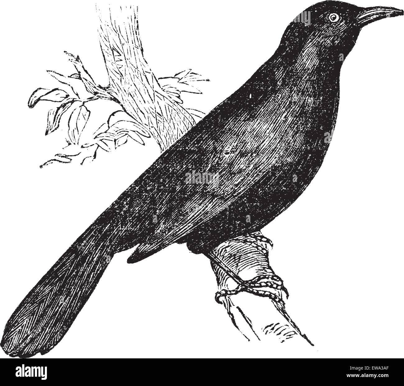 Merlo comune (Turdus merula) o Eurasian Blackbird appollaiato sul ramo, vintage illustrazioni incise. Trousset enciclopedia (1886 - 1891). Illustrazione Vettoriale
