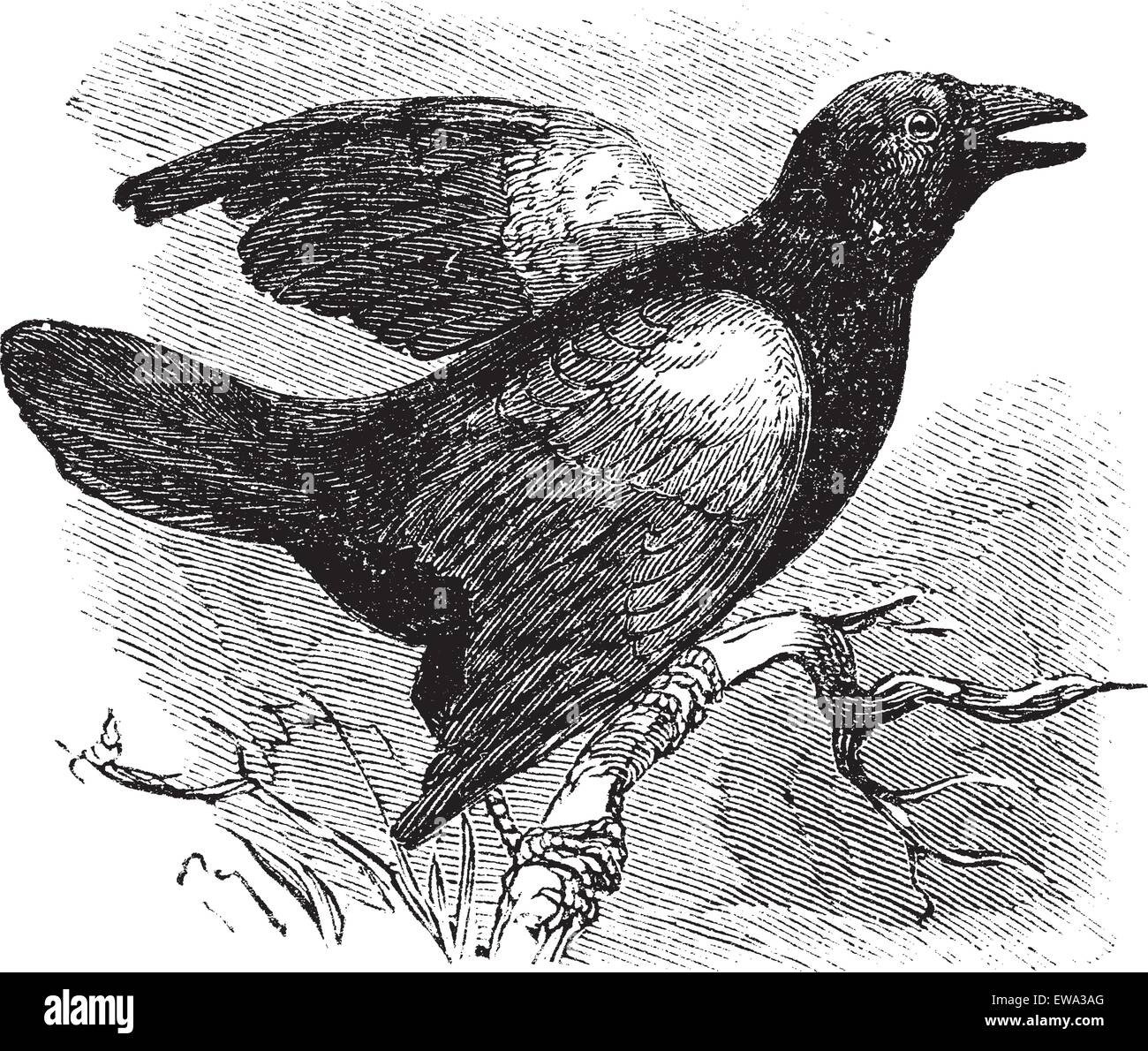 Rosso-winged Blackbird (Angelaius Phoeniceus), vintage illustrazioni incise. Trousset enciclopedia (1886 - 1891). Illustrazione Vettoriale