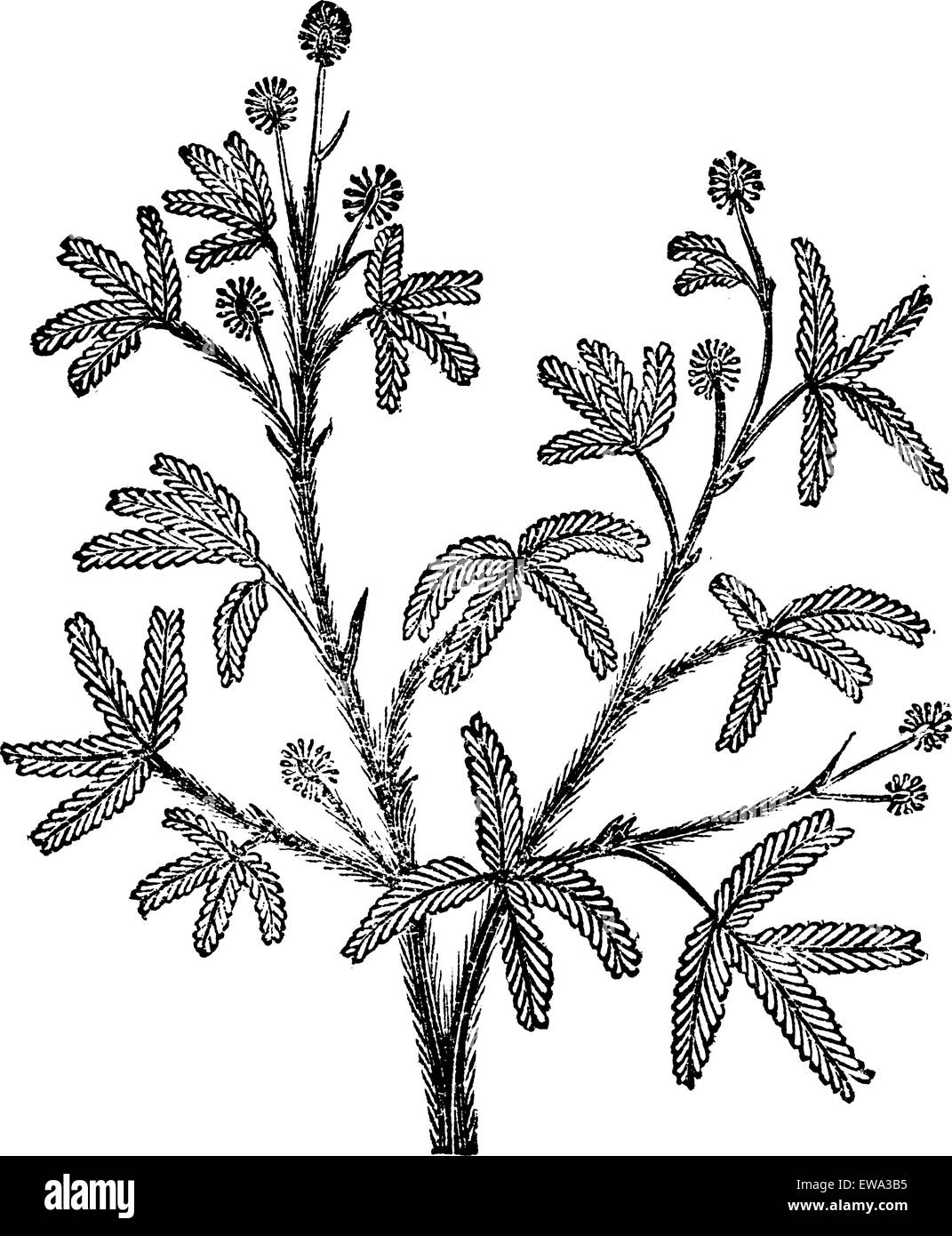 Sensibile (Mimosa pudica), vintage illustrazioni incise. Trousset enciclopedia (1886 - 1891). Illustrazione Vettoriale