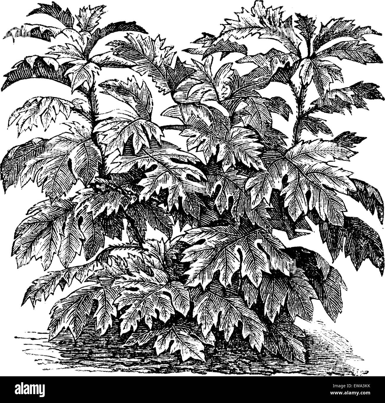Nightshade ornamentali (S. Warscewiczii) o Solanum bulbocastanum, vintage illustrazioni incise. Trousset enciclopedia (1886 - 1891). Illustrazione Vettoriale