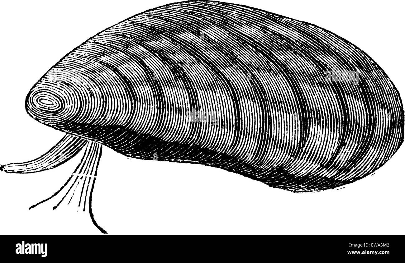 Mitili (Mytilus edulis) isolato su bianco, vintage illustrazioni incise. Trousset enciclopedia (1886 - 1891). Illustrazione Vettoriale
