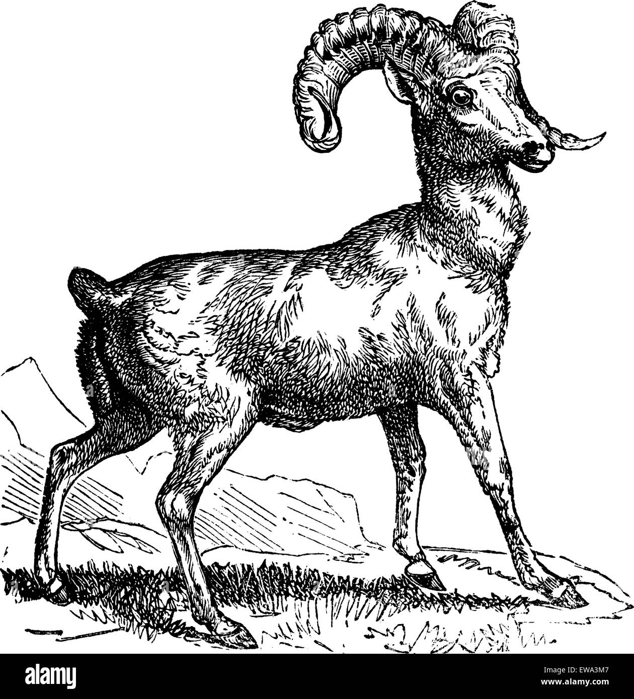 Rocky Mountain pecore (Ovis montana) o Bighorn, vintage illustrazioni incise. Trousset enciclopedia (1886 - 1891). Illustrazione Vettoriale