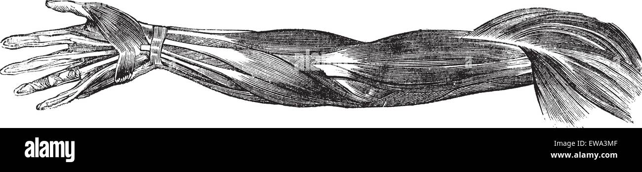 Muscoli e tendini del braccio umano e la mano, vintage illustrazioni incise. Trousset enciclopedia (1886 - 1891). Illustrazione Vettoriale