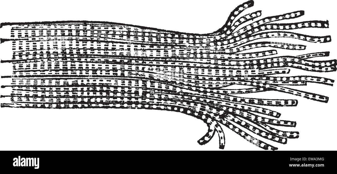 Il muscolo umano che mostra la fibra di fibrille (a destra), vintage illustrazioni incise. Trousset enciclopedia (1886 - 1891). Illustrazione Vettoriale