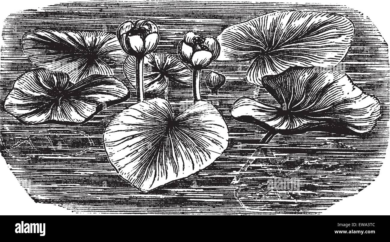 Acqua di colore giallo-lily o Nuphar lutea, vintage illustrazioni incise. Trousset enciclopedia (1886 - 1891). Illustrazione Vettoriale