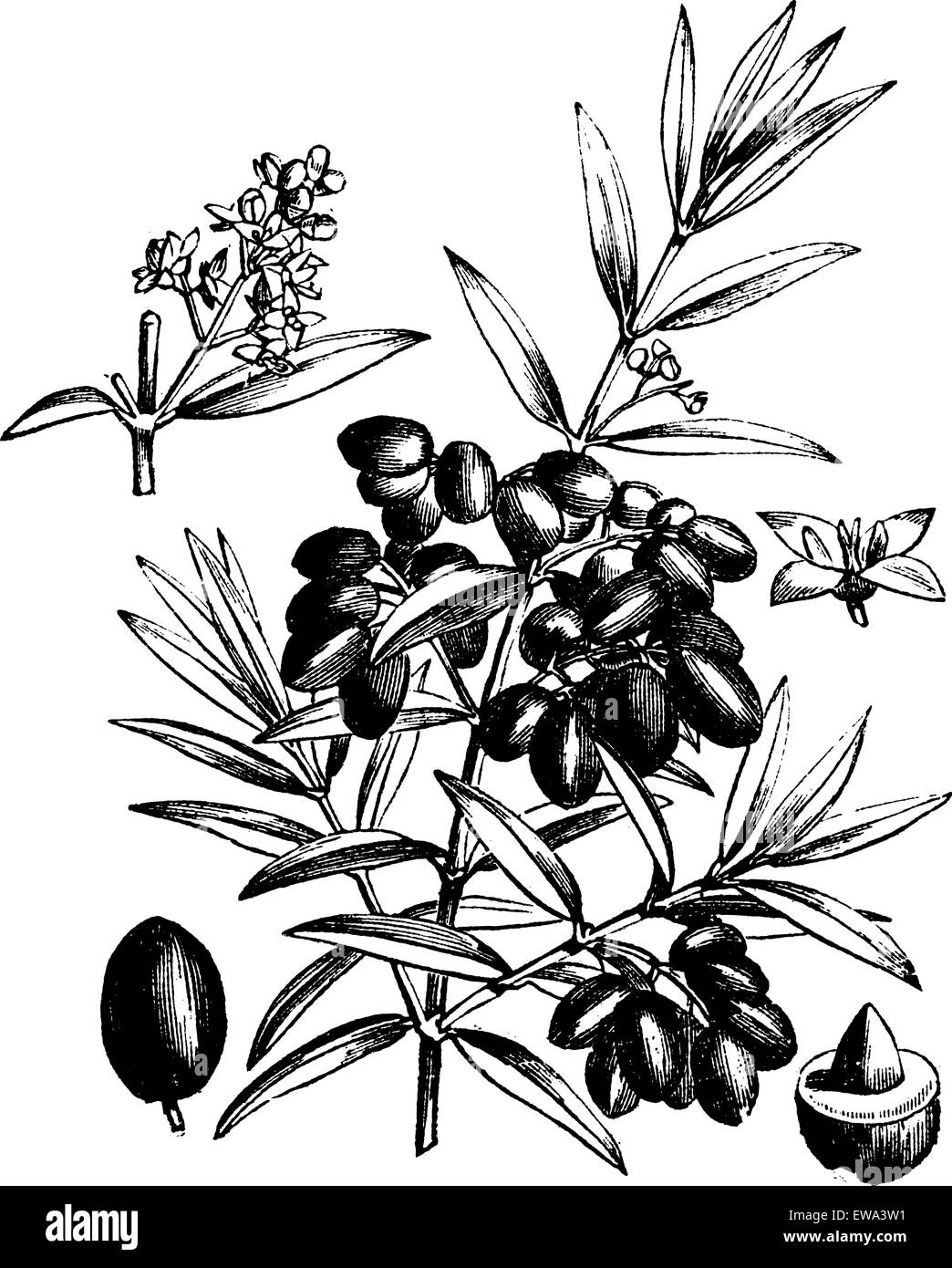 Comune o di oliva Olea Europaea, vintage illustrazioni incise. Trousset enciclopedia (1886 - 1891). Illustrazione Vettoriale