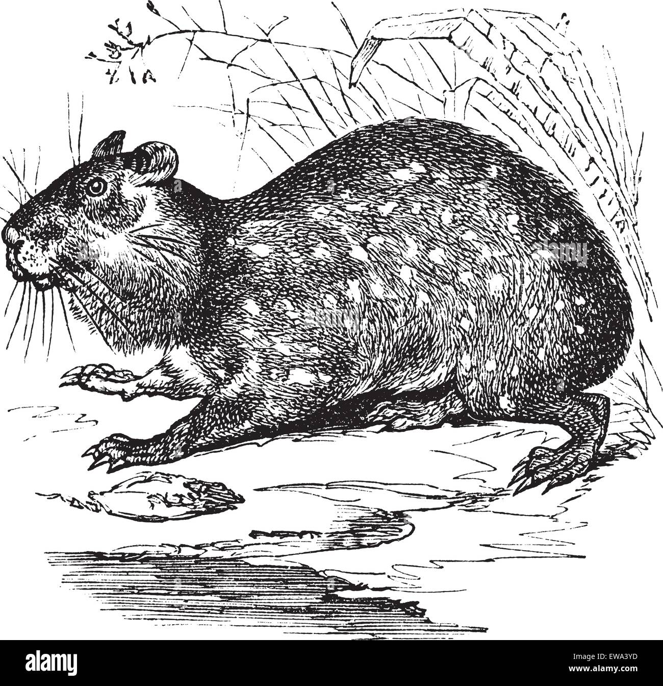 Pianura Paca o Cuniculus paca o Paca chiazzato o Agouti paca o Paca, vintage incisione. Vecchie illustrazioni incise di pianura Paca in prato. Illustrazione Vettoriale