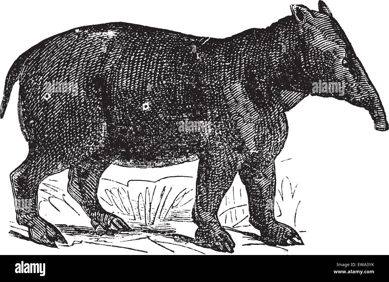Palaeotherium, vintage illustrazioni incise. Trousset enciclopedia (1886 - 1891). Illustrazione Vettoriale