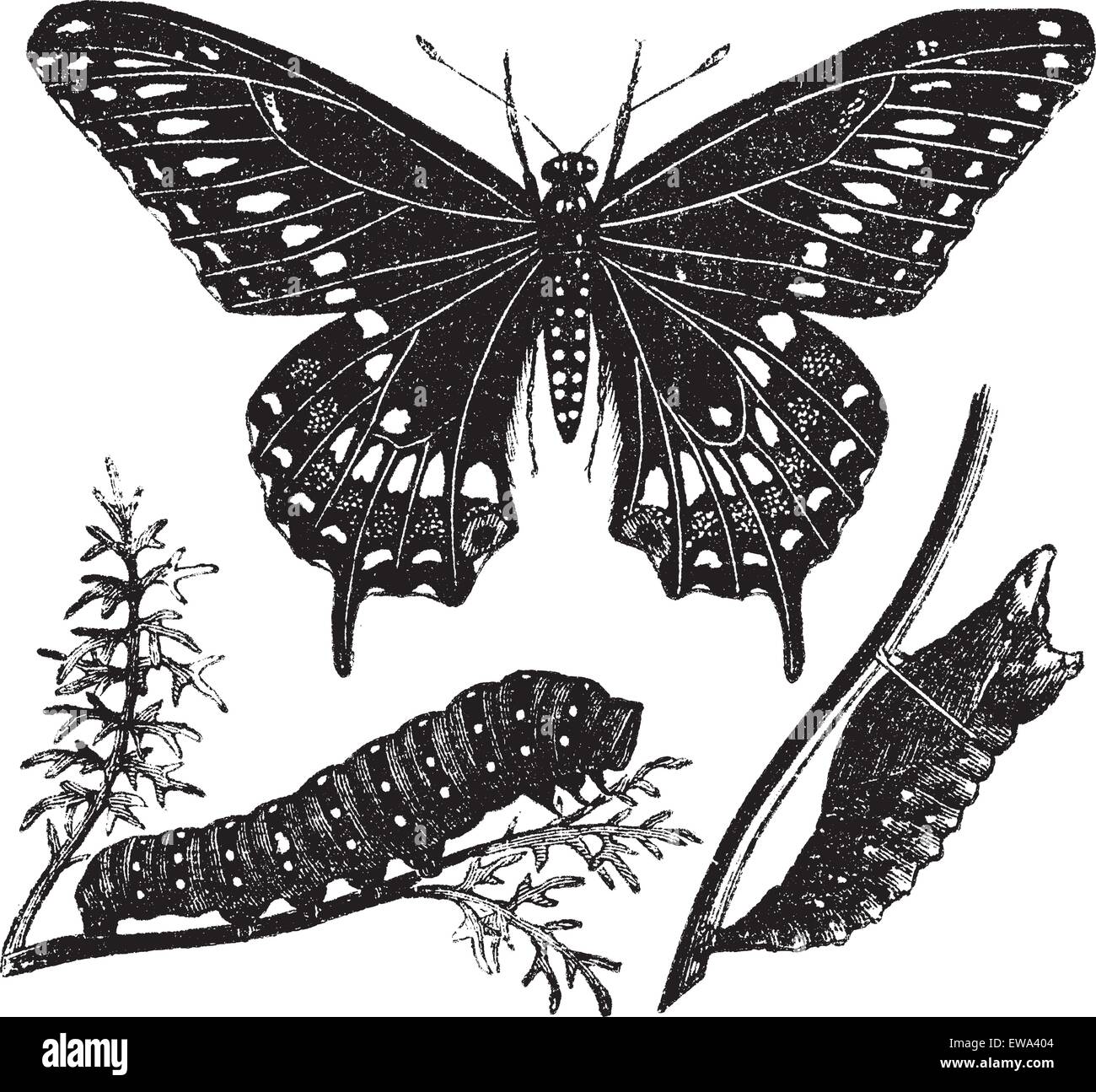 Nero a coda di rondine o a farfalla Papilio polyxenes, vintage illustrazioni incise. Trousset enciclopedia (1886 - 1891). Illustrazione Vettoriale