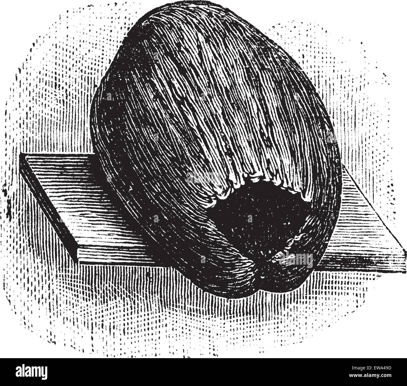 Parrocchetto nido fatto di guscio di noce di cocco e la Shell, vintage illustrazioni incise. Trousset enciclopedia (1886 - 1891). Illustrazione Vettoriale