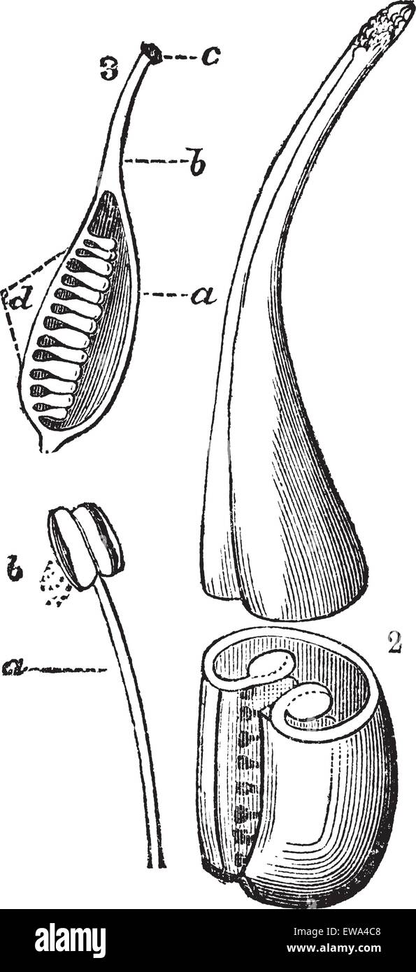 Struttura riproduttiva di un fiore, mostrando il filamento composto da un stame e un promotore antera con il polline (in basso a sinistra) e l'ovaio, Illustrazione Vettoriale