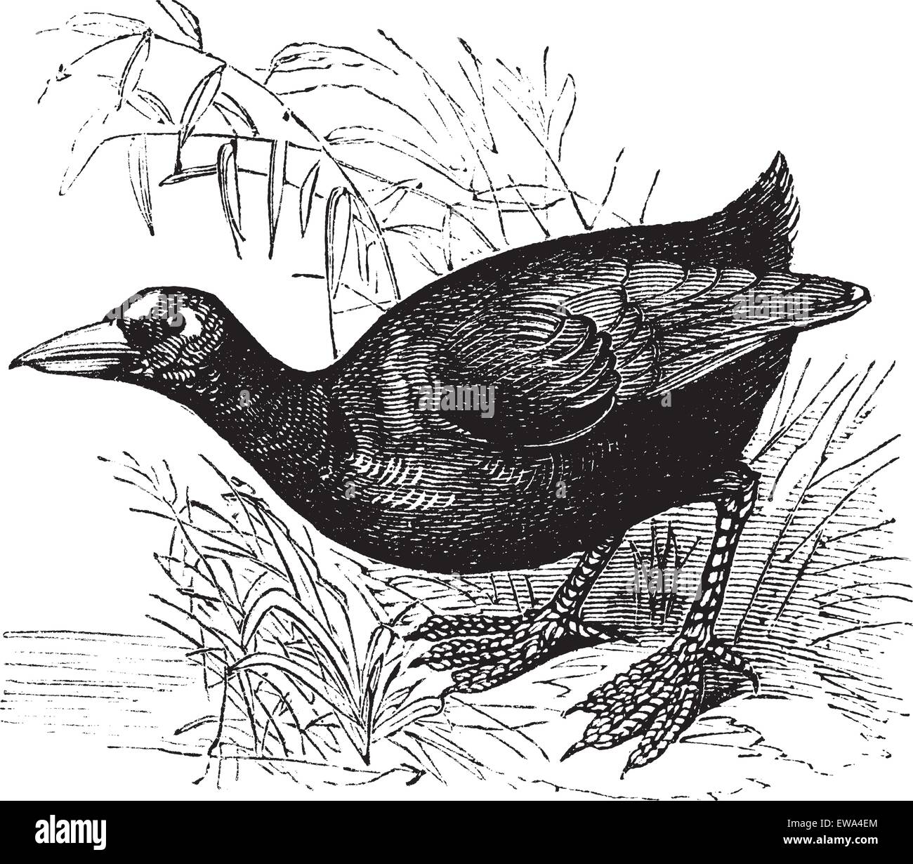 American Coot o Fulica americana o la gallina di palude o fango hen, vintage incisione. Vecchie illustrazioni incise di American Coot nella Illustrazione Vettoriale