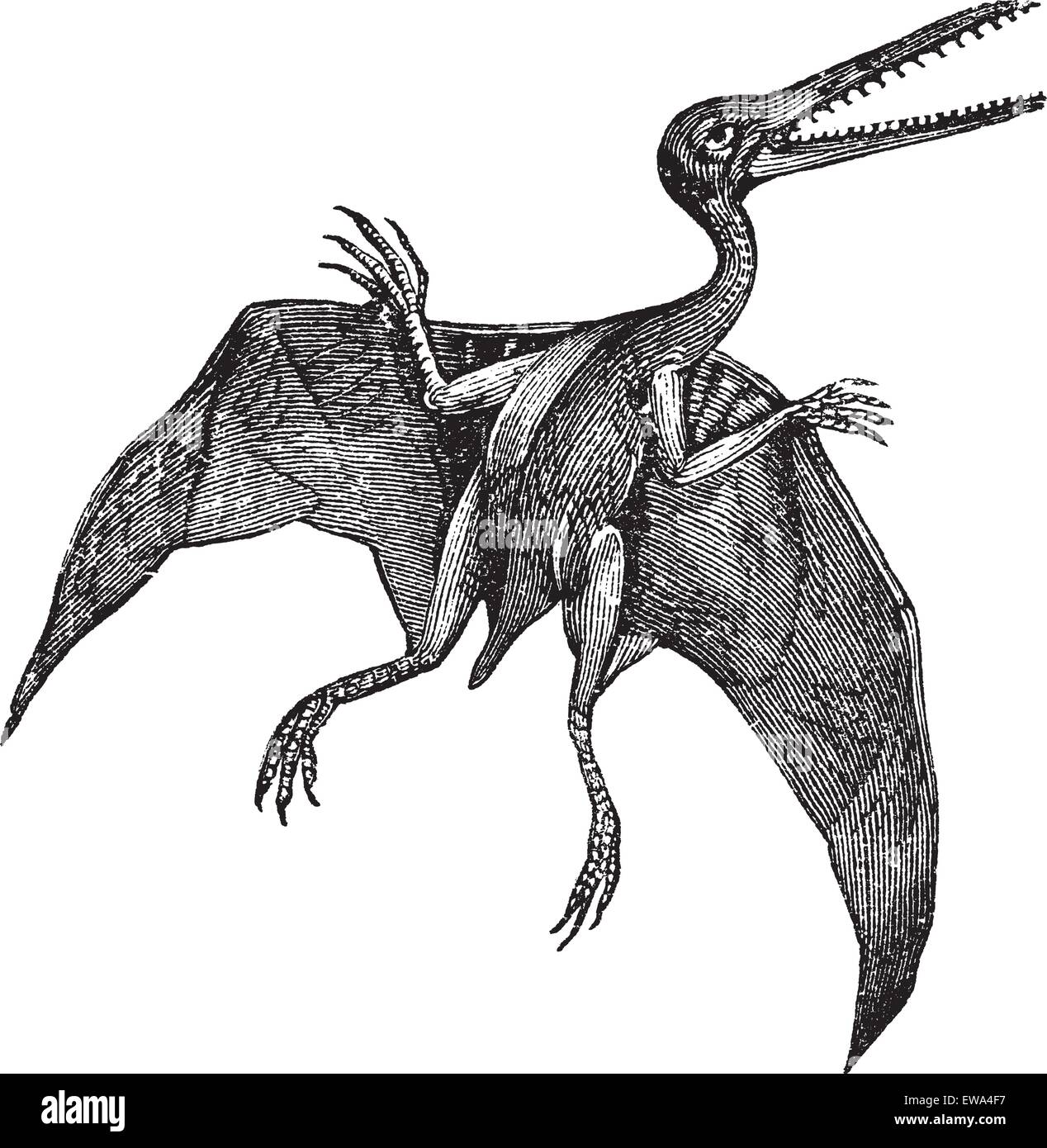 Pterodactylus o Pterodactylus antiquus, vintage incisione. Vecchie illustrazioni incise di Pterodactylus isolato su uno sfondo bianco. Illustrazione Vettoriale